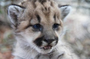 Baby picture of P-32