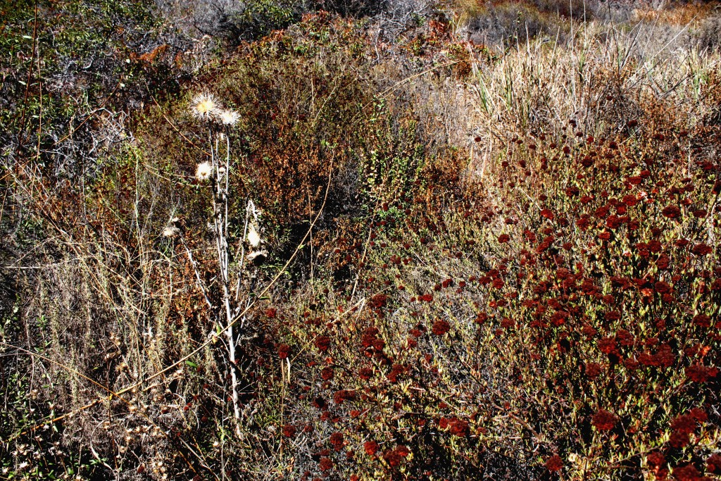 Weeds amidst dry brush at Topanga State Park 