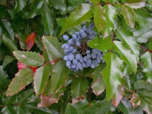 Oregon grape is a plant that is often pruned incorrectly. 