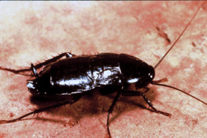 Standard Cockroach