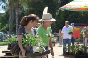 Shopping for Tomatoes