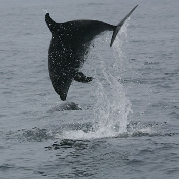 OCS_RESEARCH_-_Bottlenose_dolphin_jumping_off_Point_Vicente