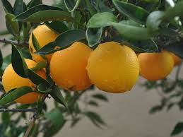 Oranges