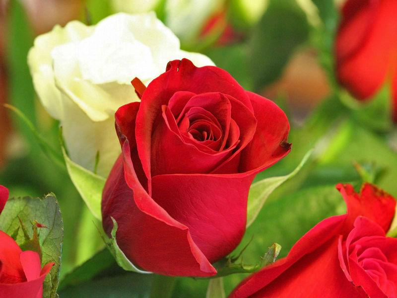 roses