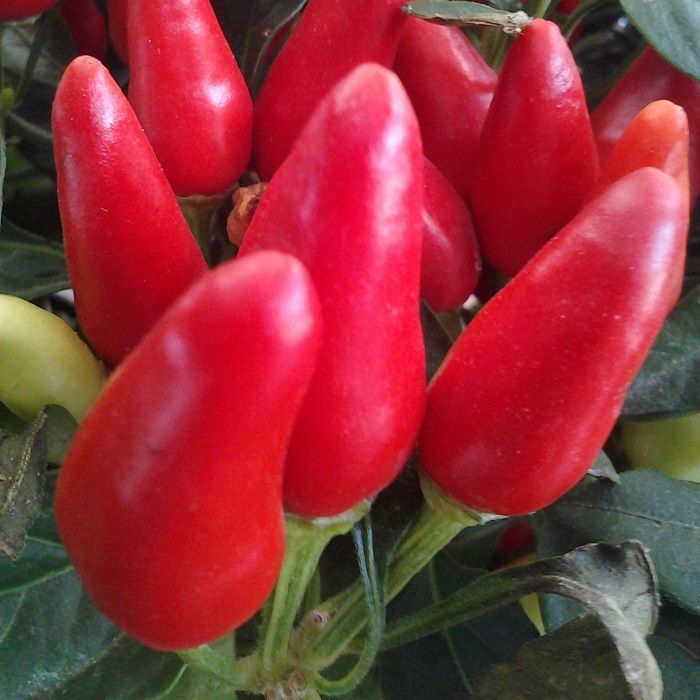 Overworked Plants May Recover Slowly