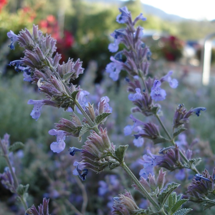 Mild Weather Is Still Problematic