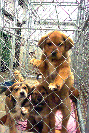 New GM For LA Animal Services