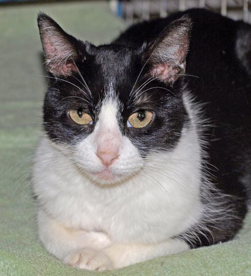 VI’S CORNER: “DAISY”