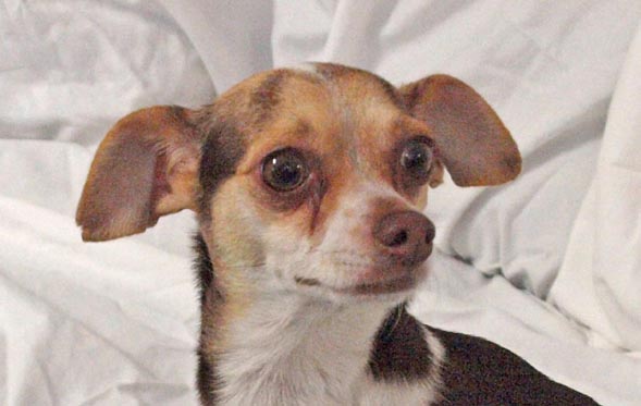 Vi’s Corner: “Dewey”