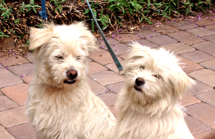 Vi’s Corner: “Gulliver” & “Gabby”