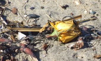 Canyon_News_Beach_020