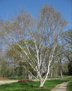 Himalayan birches have whiter bark than their European cousins.