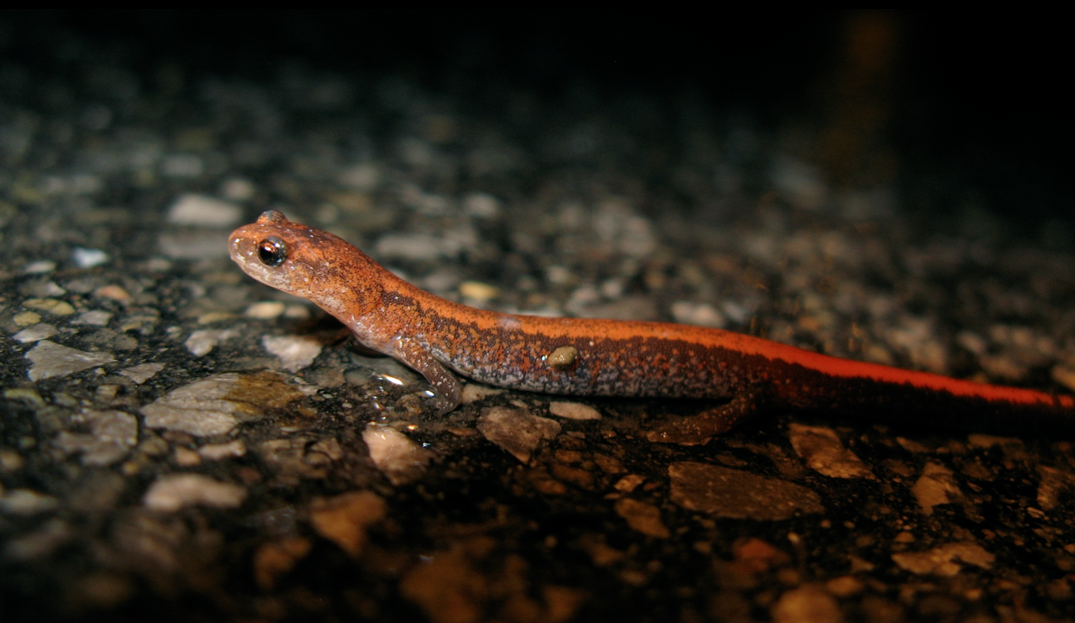 University of California Los Angeles researchers are campaigning for a temporary ban on salamander imports to prevent the spread of a deadly pathogen. Photo by Dave Huth.