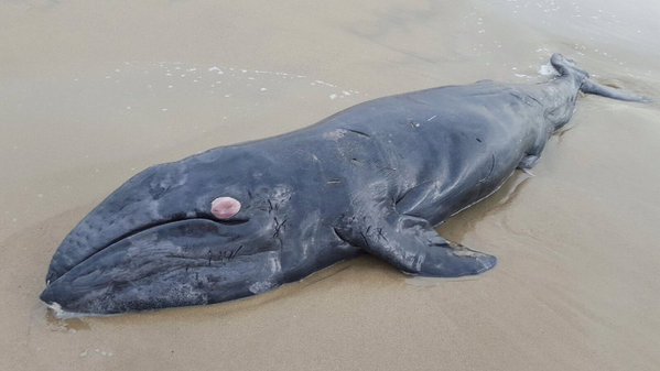 Dead Whale Found On Santa Monica Beach