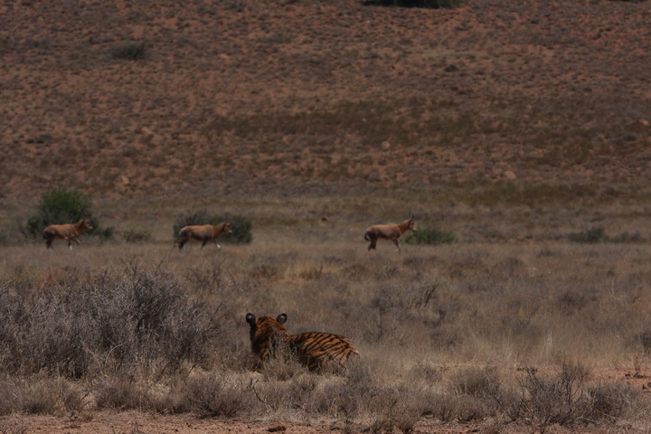 Tiger Stalking image courtesy of Wikimedia Commons
