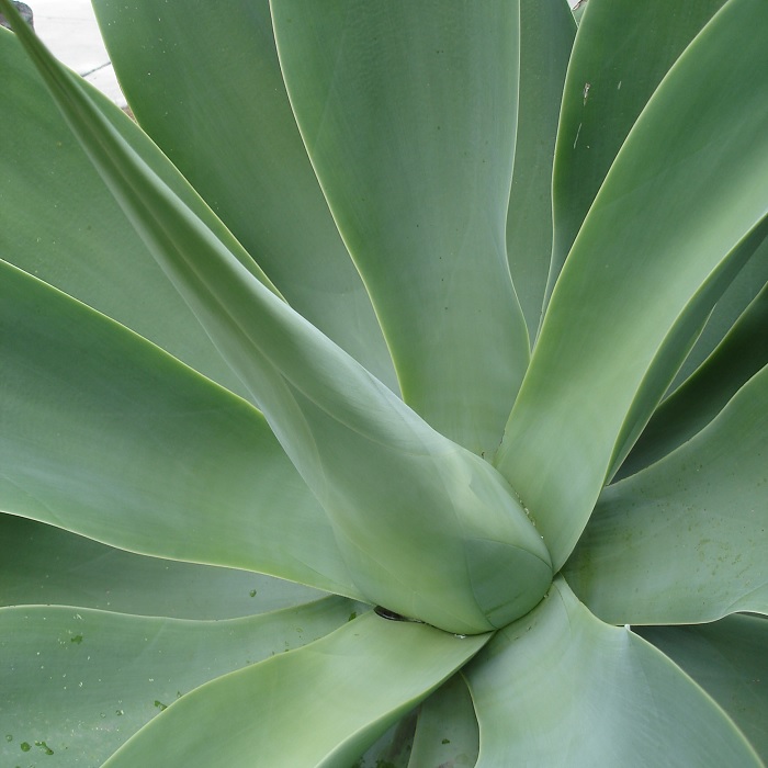 Spectacular Bloom Can Be Lethal