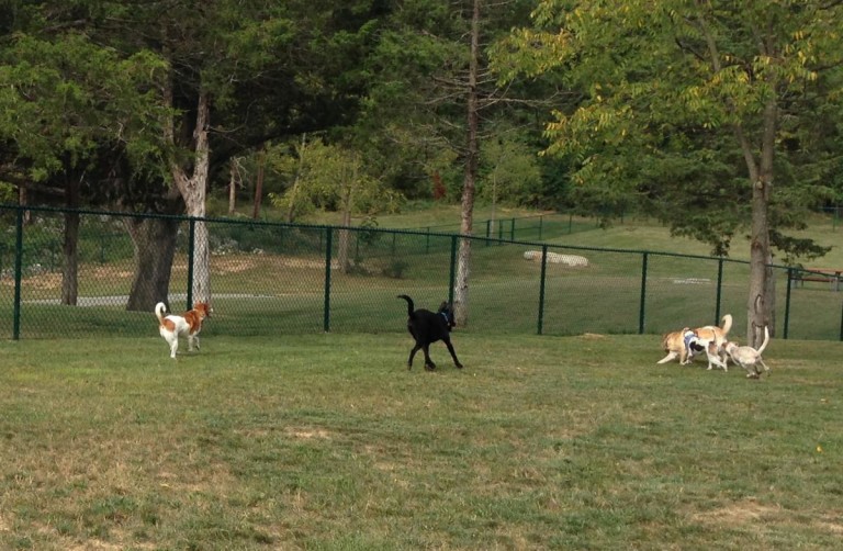 Groundbreaking For Beverly Hills Community Dog Park