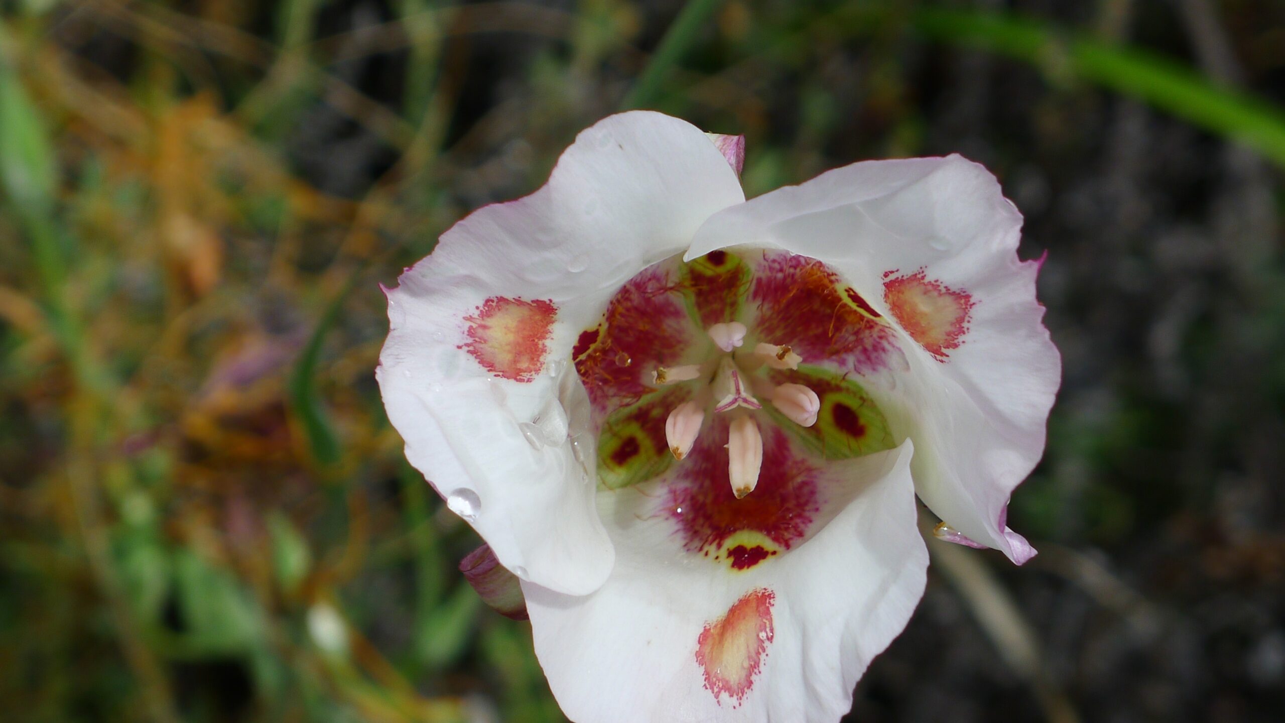 Discovering Nearby Pinnacles National Park