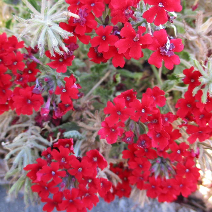 Artificial Turf Has Real Advantages