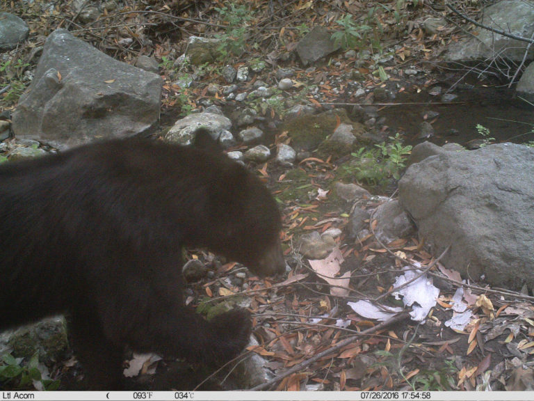 Rare Black Bear Sighting In Santa Monica Mountains