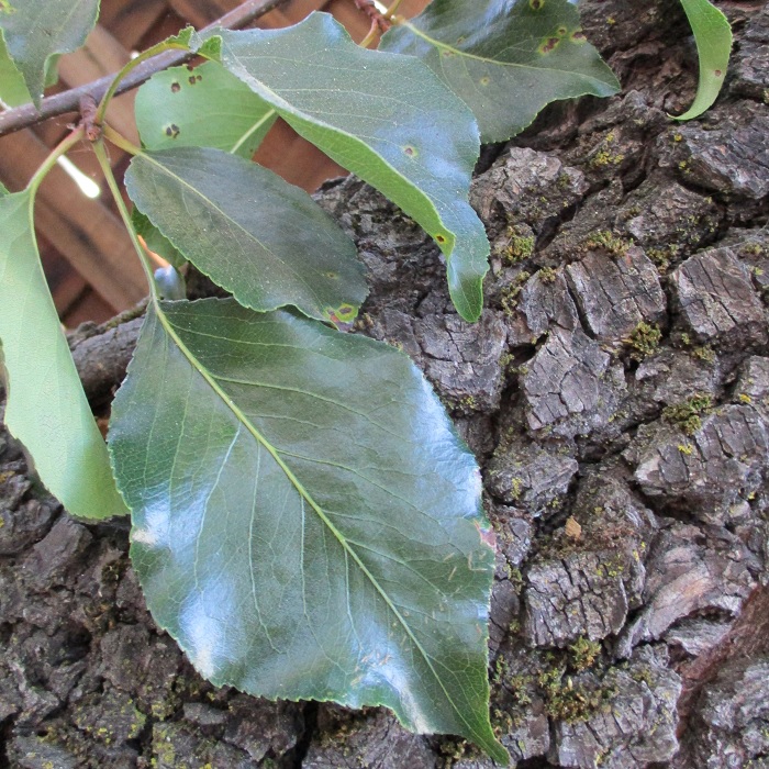 Fireblight Kills Pears And Apples