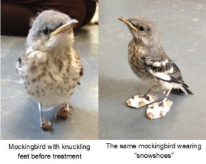 The mockingbird before (left) and after (right) knuckling treatment.