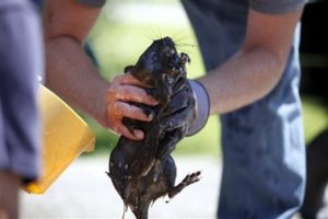 Muskrat covered in oil in aftermath of the Kalamazoo River pipeline spill (AP).