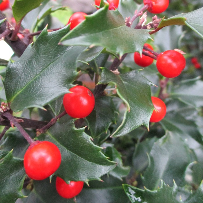 The Secret Affairs Of Pollination