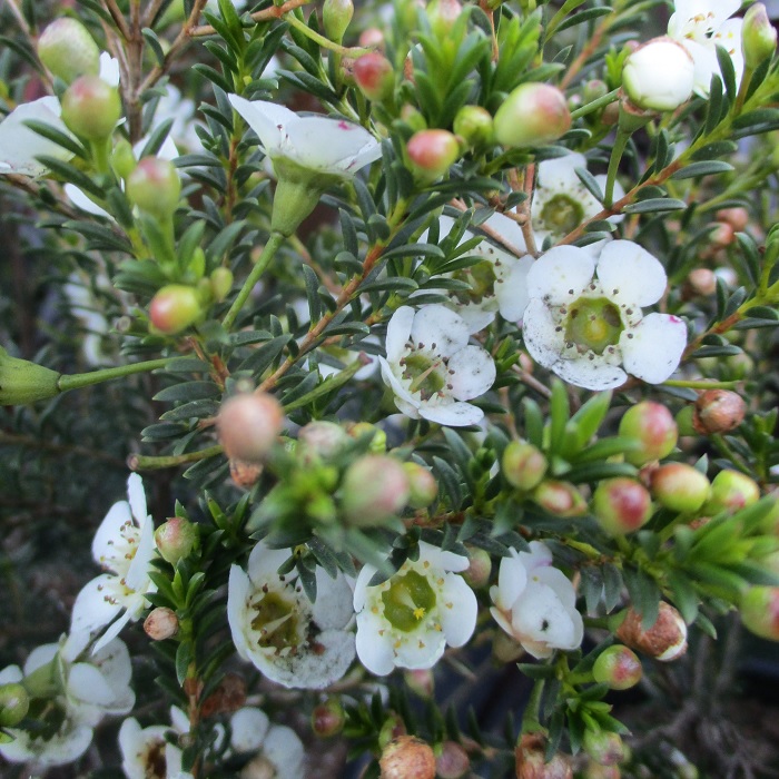 Most Pruning Happens In Winter