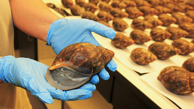 giant-african-snails-seized-lax-thumb