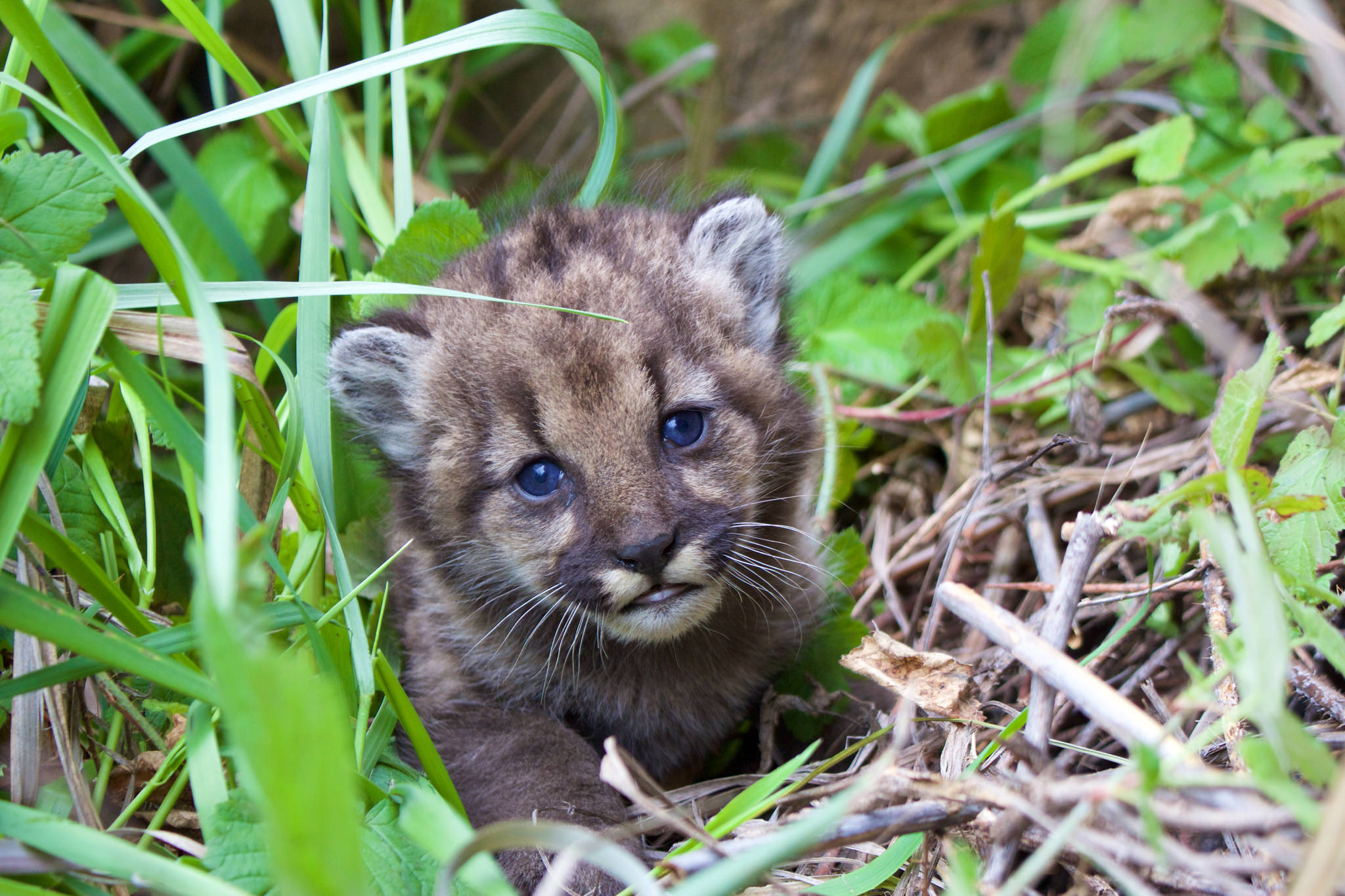 Newborn Mountain Lion Faces Uphill Battle Canyon News
