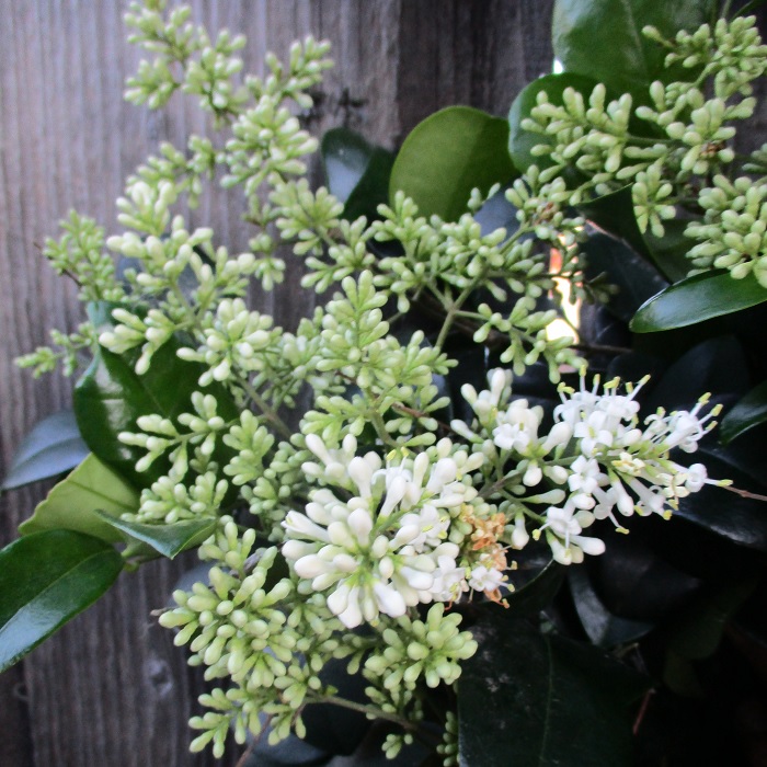 A Hedge Between Keeps Friendship Green