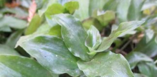 Houseplants Bring The Outdoors In