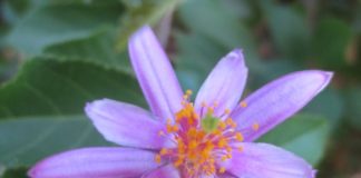 Gutters And Chimneys Need Attention