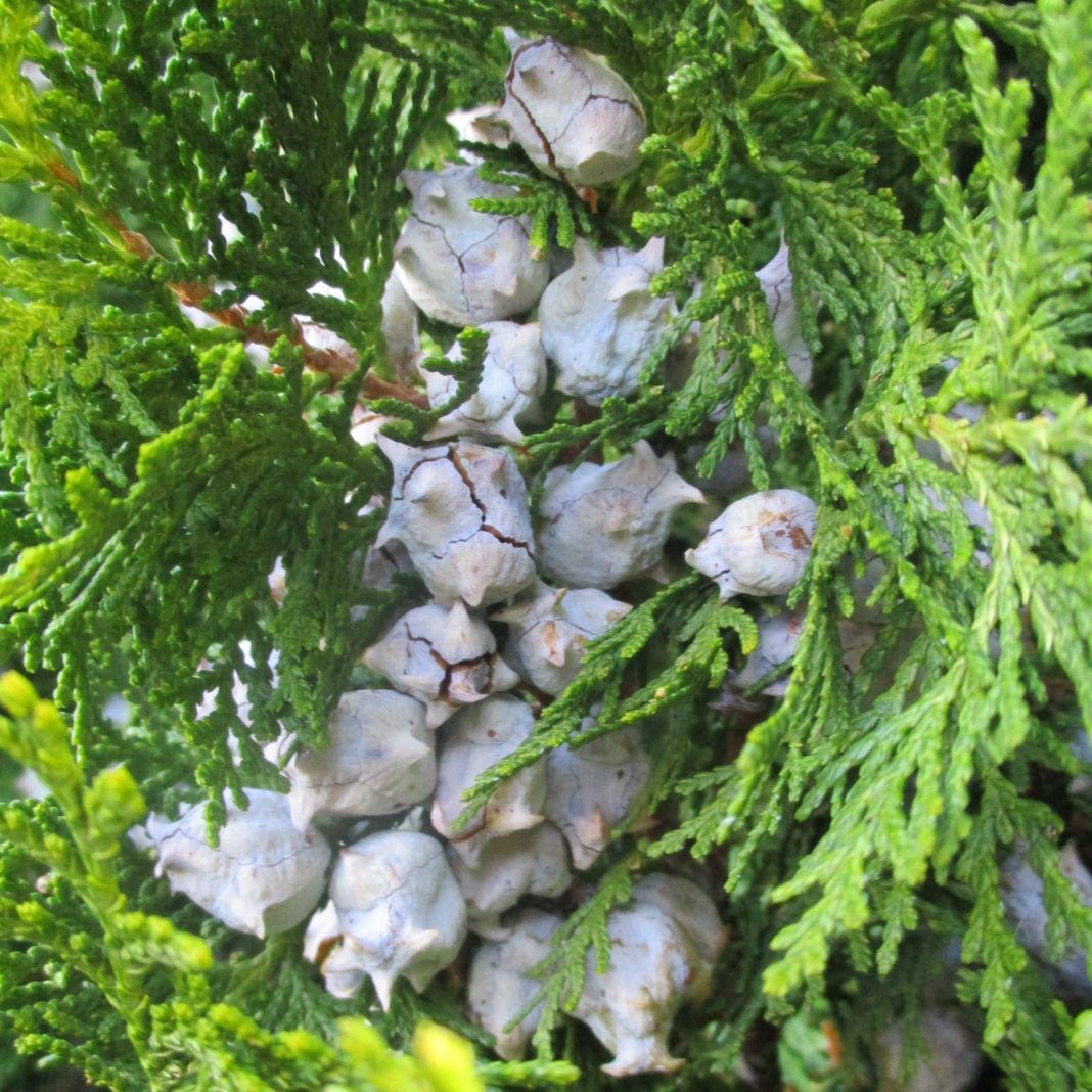 71220+ Christmas trees foliage