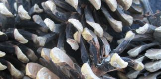 Collecting Seeds For Next Year seeds and pine cones
