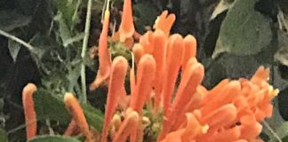 Bare Root Stock Is Here bare root season blooms