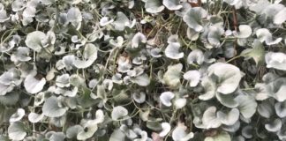 Proper Bare Root Planting Technique