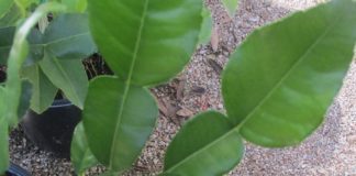 Herbs Add Spice To Life Makrut lime leaves and herbs