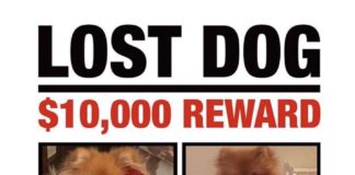 Search For Missing Dog “Chucky” In Beverly Hills