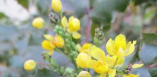 Exceptions To The Pruning Rules pruning Oregon grape