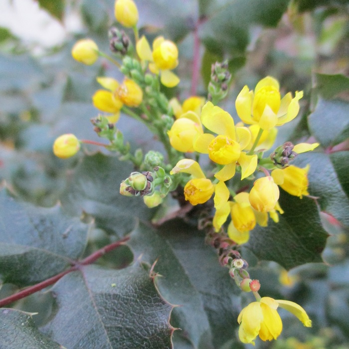 80228+ pruning Oregon grape