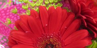 Plant Physiology Can Be Deceiving plant physiology
