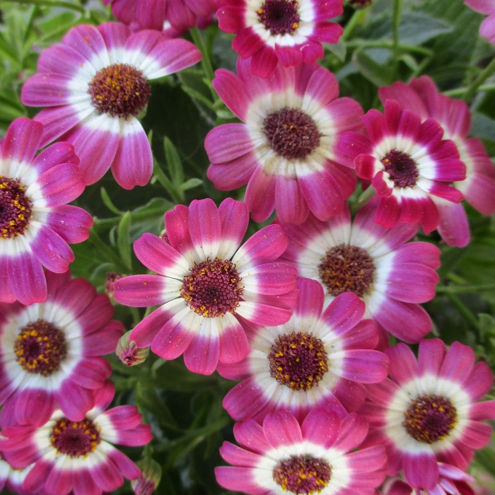 potted plants cineraria