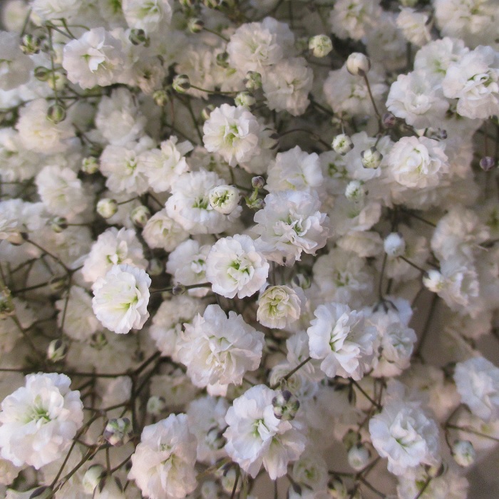 frost baby's breath