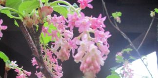 Houseplants Might Enjoy Some Weather currants not houseplants