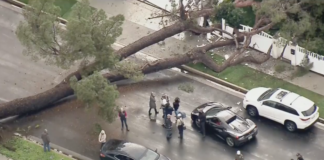 Tree Falls On Home