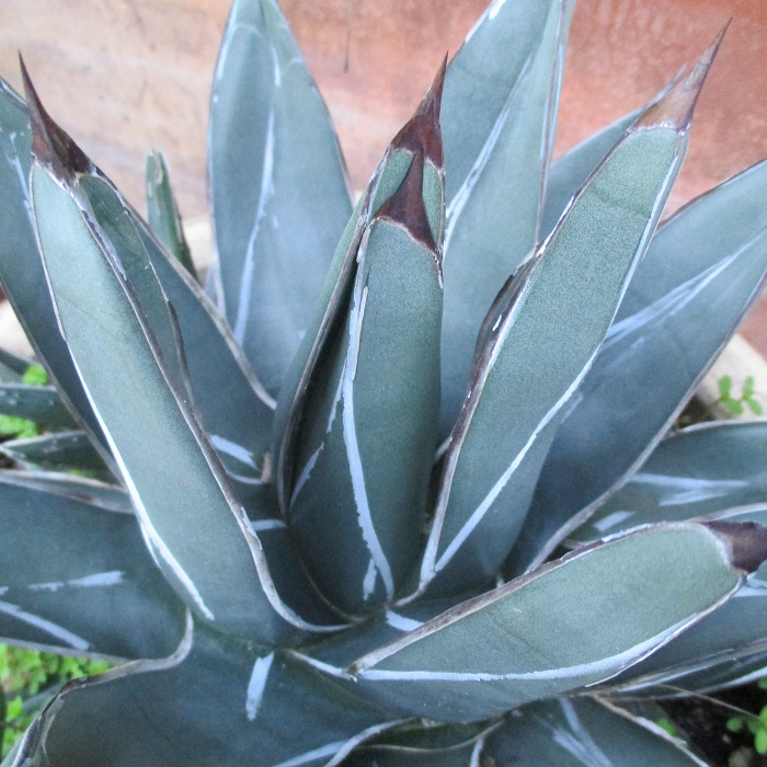 agave not squash