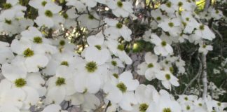 Hedges Are Like Green Fences dogwood not hedges