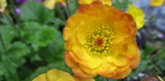 Gophers Go For Roots And Lawns gophers eat avens